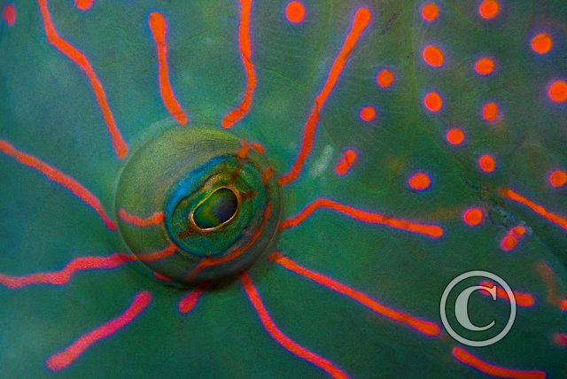 Best of 2024 - Third