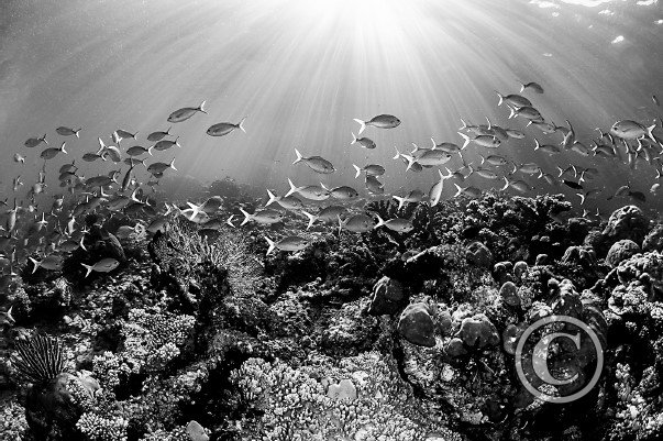 January 2024: Black & White - Joint Fourth