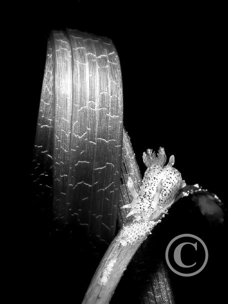 January 2024: Black & White - Second