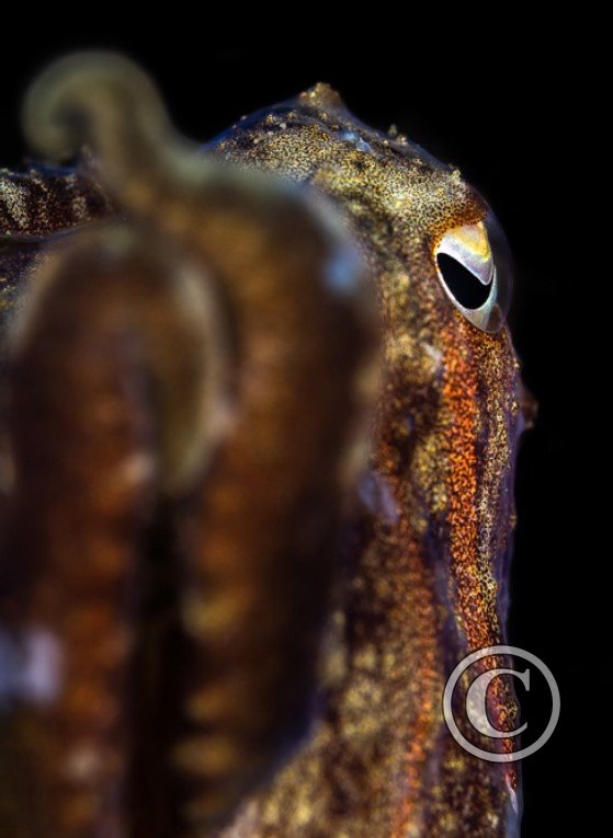 Febryary 2024: Shallow Depth of Field - Joint Second