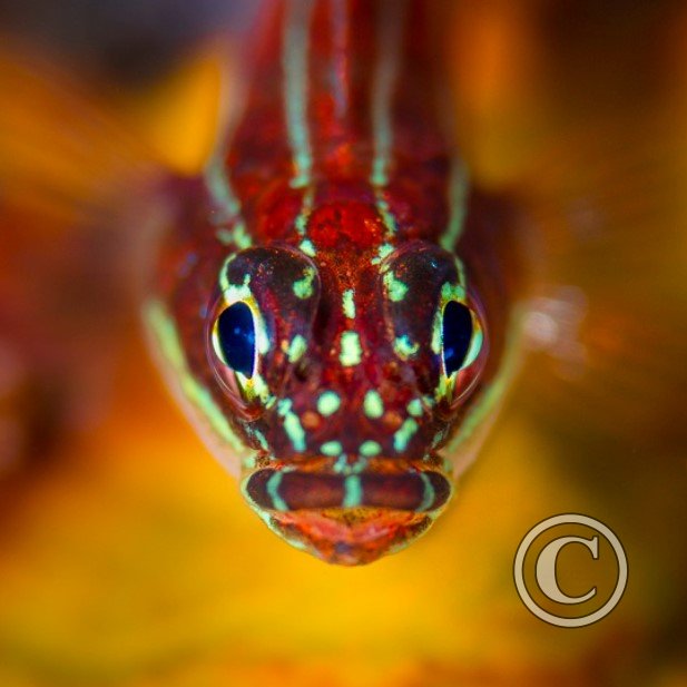 Febryary 2024: Shallow Depth of Field - Joint Second