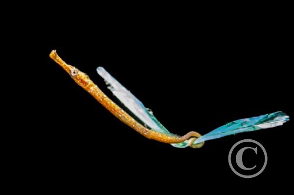 April 2024: Conservation - Second