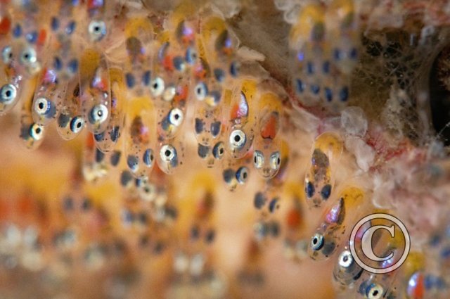 June 2024: Eyes - Second