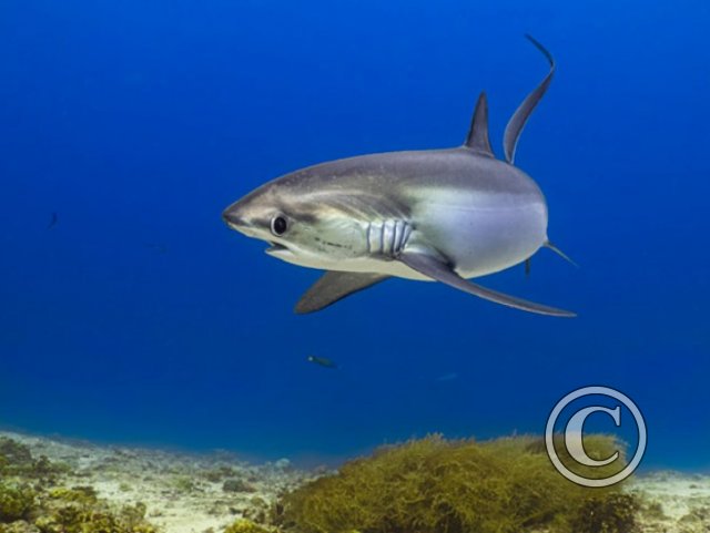 May 2024: Underwater Excellence - Joint Second (image 3)