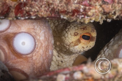 2025 Splash In: Macro - Winner