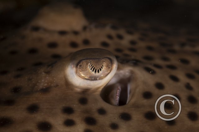 2025 Splash In: Macro - Second