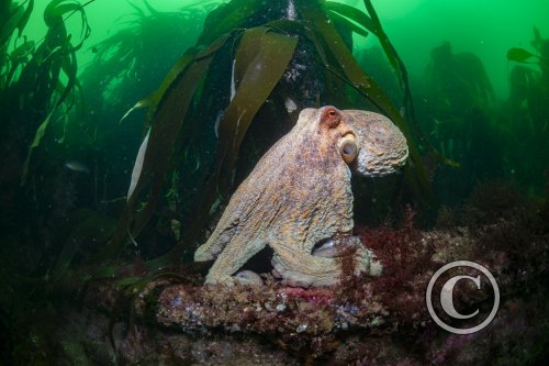 2025 Splash In: Portrait - Winner