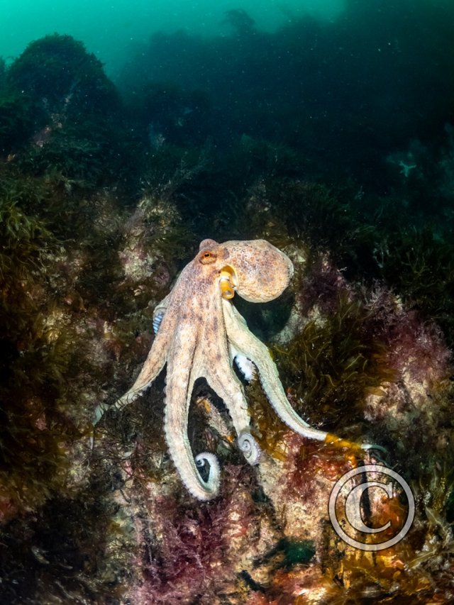 2025 Splash In: Portrait - Second