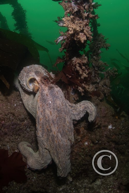 2025 Splash In: Portrait - Third