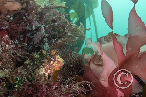 2025 Splash In: Wide Angle - Third