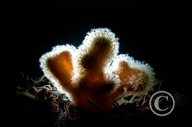 June 2025: Silhouette - Joint third