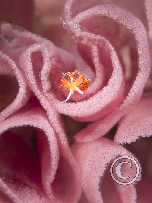 July 2025: Nudibranchs - Winner