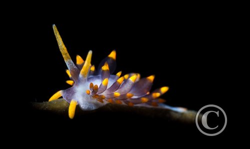 July 2025: Nudibranchs - Joint second