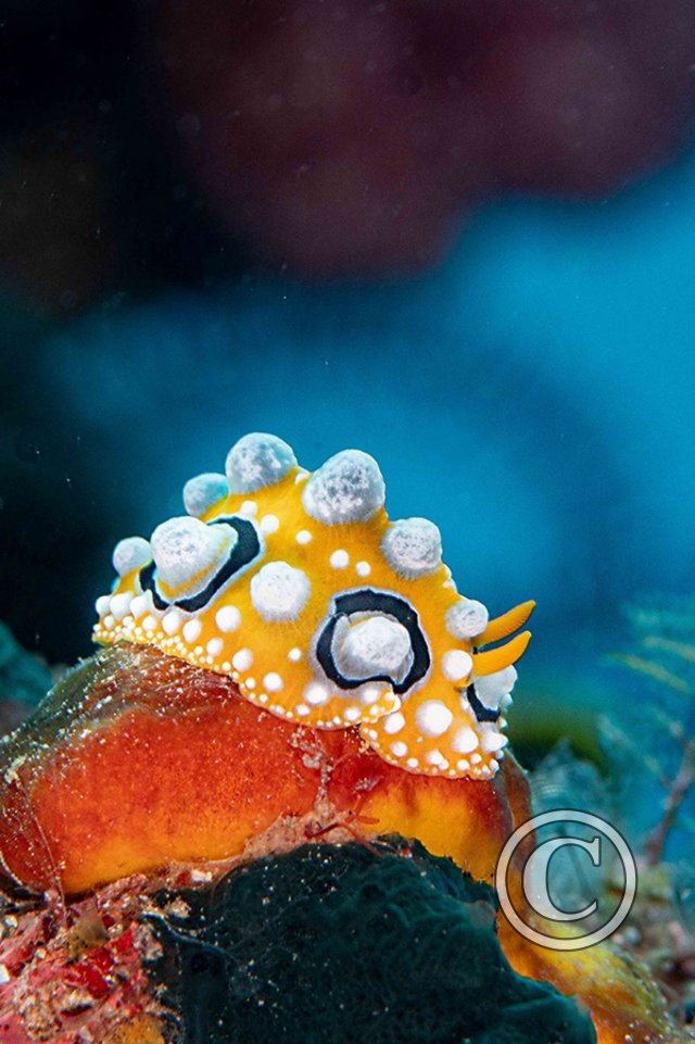 July 2025: Nudibranchs - Joint second