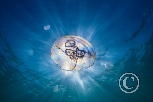 August 2025: Sunbeams - Joint winner