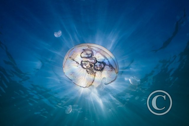 August 2025: Sunbeams - Joint winner