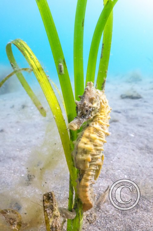 November 2025: Best of British - Winner