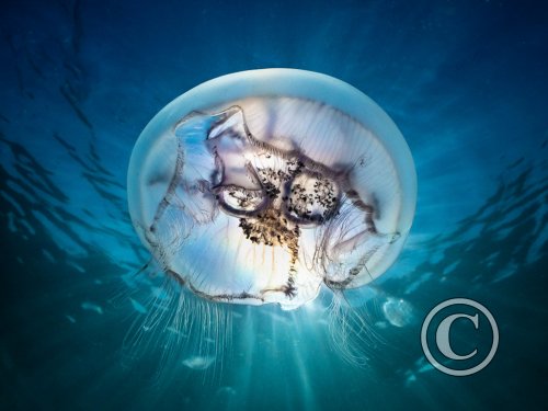 November 2025: Best of British - Winner