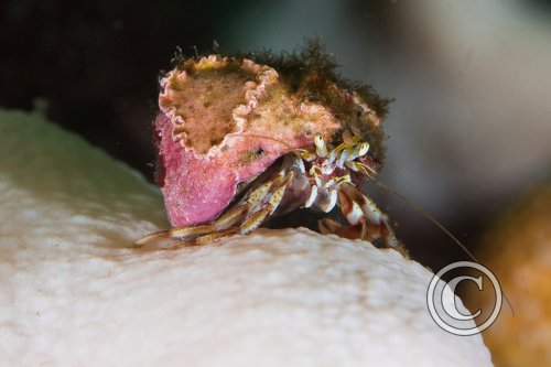 November 2025: Best of British - Joint second