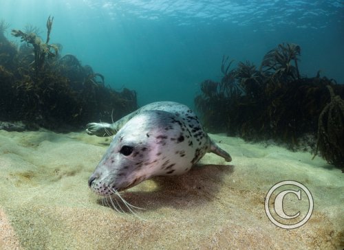 November 2025: Best of British - Joint second