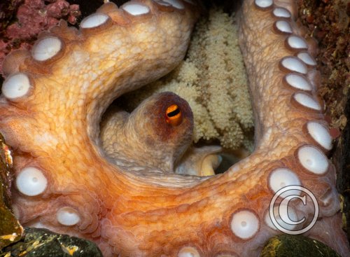 November 2025: Best of British - Joint second