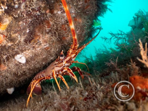 November 2025: Best of British - Joint second