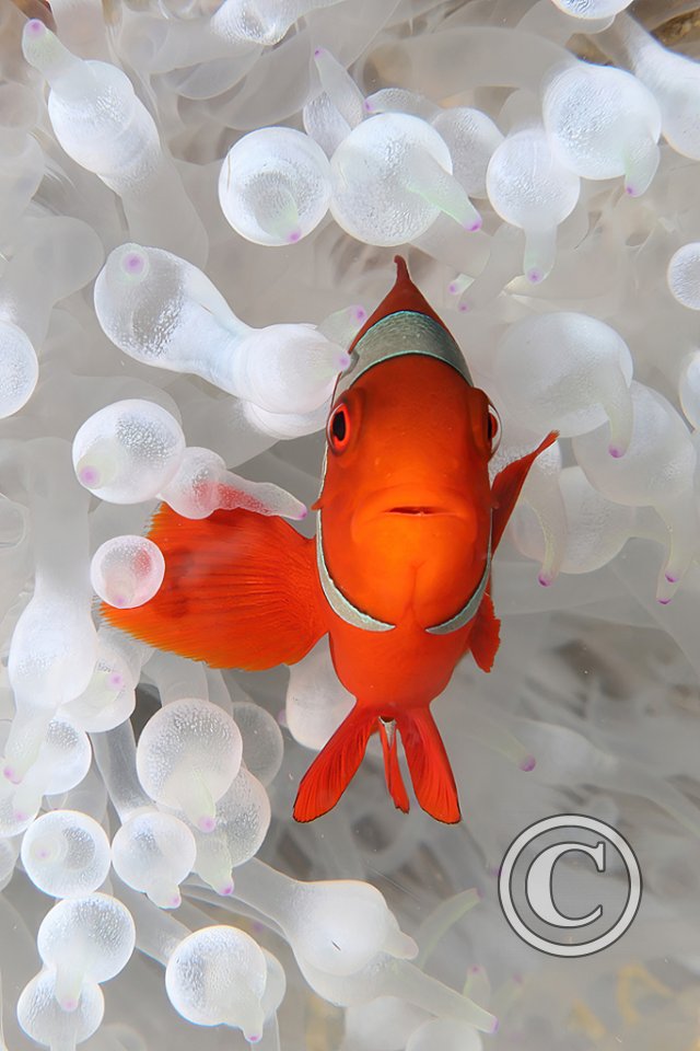 November 2025: Portrait - Joint winner