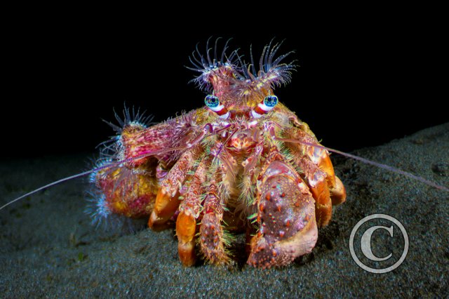 November 2025: Portrait - Joint winner