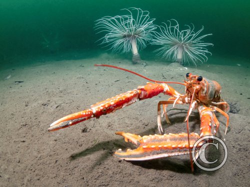 November 2025: Portrait - Joint second