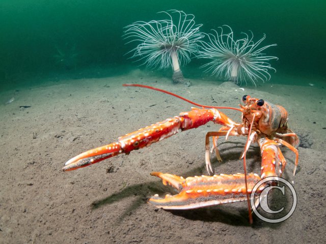 November 2025: Portrait - Joint second