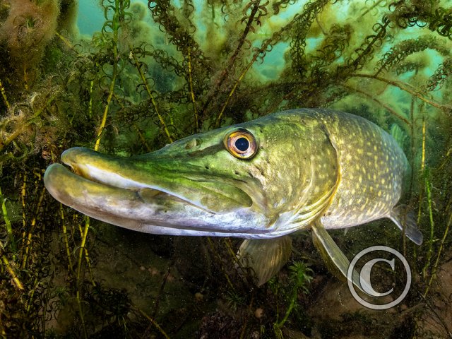 November 2025: Portrait - Joint second