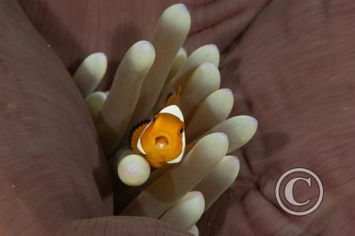 November 2025: Portrait - Joint third