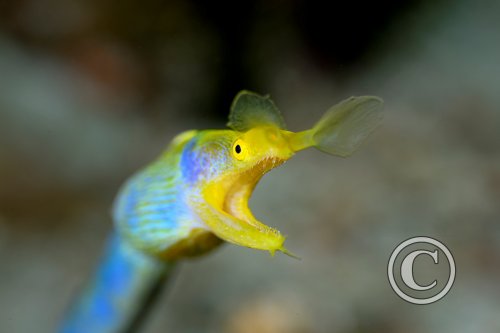 November 2025: Portrait - Joint third