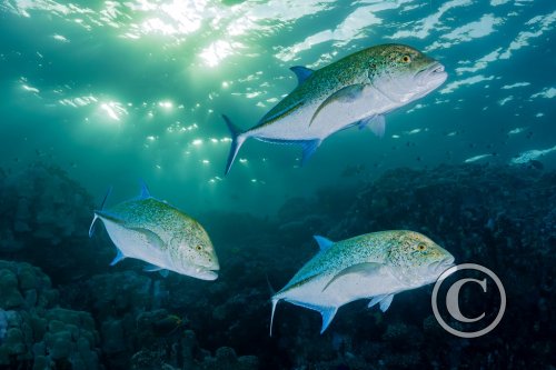 December 2025: Print Competition - Overseas Winner & Overall Winner