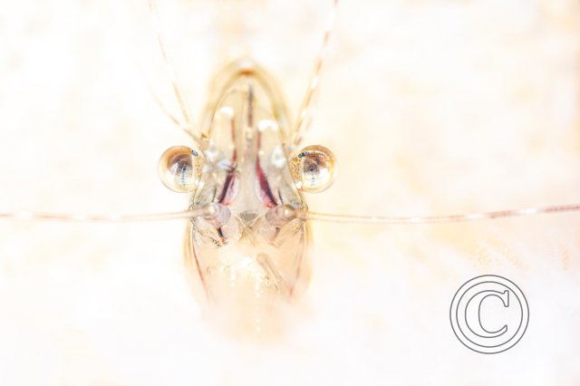 December 2025: Print Competition - UK Winner