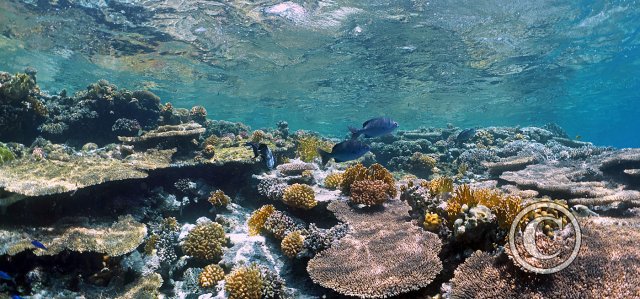 February 2026: Scenery - Joint Second