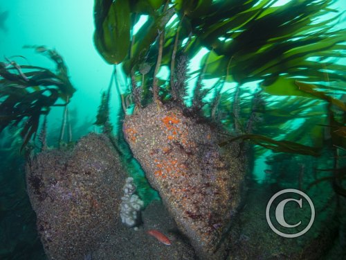 February 2026: Scenery - Joint Second