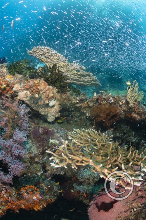 February 2026: Scenery - Joint Second