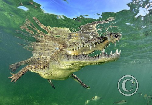 April 2026:Themed Portfolio - Joint Winner