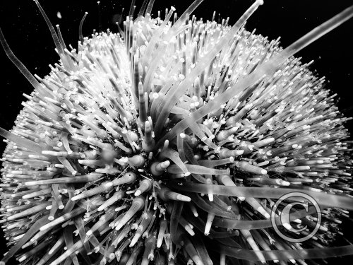 2026 Splash In: Black & White - Winner