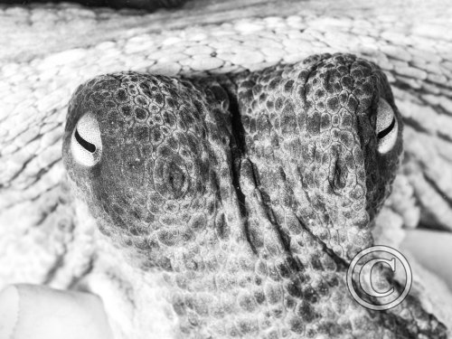2026 Splash In: Black & White - Second