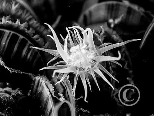 2026 Splash In: Black & White - Third